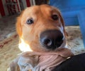 Golden retriever lying on the floor