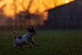 Dog Silhouette. Cute Jack Russell Terrier in front of beautiful colored sunset