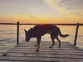 Dog in silhouette on a dock at sunset on Child`s Lake, Duck Mountain Provincial Park, Manitoba, Canada Royalty Free Stock Photo