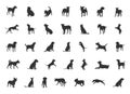 Dog silhouette, Dog silhouette collection, Dog breeds silhouettes, Dog animal SVG, Dogs vector illustration, Dogs icon Royalty Free Stock Photo