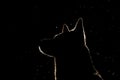 Dog silhouette in the headlights Royalty Free Stock Photo
