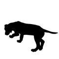 Dog silhouette sniffing the tracks Royalty Free Stock Photo