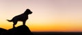 Dog silhouette banner in the sunset Royalty Free Stock Photo