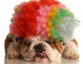 Dog with silly clown wig