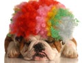 Dog with silly clown wig Royalty Free Stock Photo