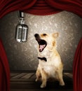 Dog in singing performance on stage Royalty Free Stock Photo