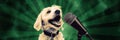 A Dog Sings Into A Microphone Against A Green Background Royalty Free Stock Photo