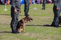 Dog sit in being trained safety by soldier on the grass.