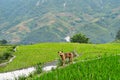 Dog sit in front of a ricefield in lao chai sapa valey in Vietnam