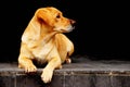 Dog sit and wait Royalty Free Stock Photo