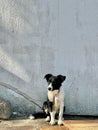 Black and white dog on a gray background. The dog sits against the background of a concrete wall. Street mongrel tied on a leash