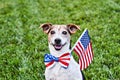 Dog sits in American flag bow tie with USA flag on green grass. Celebration of Independence day Royalty Free Stock Photo