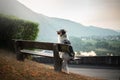 The dog sits on a bench and looks at the dawn. Marble australian shepherd in nature. Walk Royalty Free Stock Photo