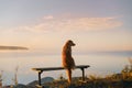 dog sits on a bench and looks at the lake. Nova Scotia Duck Tolling Retriever in the morning outdoors Royalty Free Stock Photo