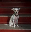 The dog sits on the bright red steps, illuminated by a ray of sun Royalty Free Stock Photo