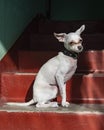 The dog sits on the bright red steps, illuminated by a ray of sun Royalty Free Stock Photo