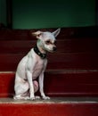 The dog sits on the bright red steps, illuminated by a ray of sun. Royalty Free Stock Photo