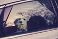 The dog sits in the closed car and looks through the glass of the door. The pet is waiting for the owner in the car Royalty Free Stock Photo