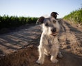 The dog sits on a dirt road with a smile on his face, curious. Rapprochement Royalty Free Stock Photo