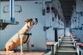 Dog sits in an empty vintage passenger train car. Staffordshire