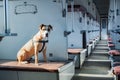 Dog sits in an empty vintage passenger train car. Staffordshire Royalty Free Stock Photo