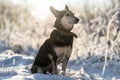 The dog sits on freshly fallen snow Royalty Free Stock Photo