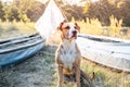 A dog sits in front of canoe boats in beautiful evening light. Royalty Free Stock Photo