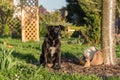 Dog sits at giant snails