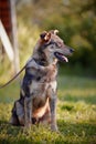 The dog sits on a grass. Royalty Free Stock Photo