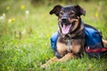 A dog sits in a grassy field Royalty Free Stock Photo