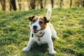 Dog sits in the green grass smiling Royalty Free Stock Photo