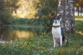 The dog sits by the lake. Smooth-haired collie breed.