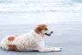 The dog sits or lies on the beach. An ownerless dog is staring at something