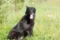 Dog sits on lown Royalty Free Stock Photo