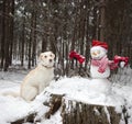 Dog sits near a cute snowman in a Santa hat and a striped scarf and looks at him