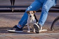 Dog sits near man legs in park during coronavirus