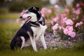 The dog sits near a rosebush. Royalty Free Stock Photo