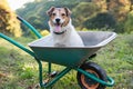 Dog sits in a pushcart