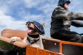 Dog sits with sunglasses in a motorcycle sidecar Royalty Free Stock Photo