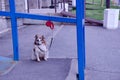 the dog sits waiting for the owner. the dog is tied up near the store Royalty Free Stock Photo