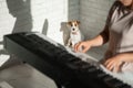 The dog sits and watches as the owner plays the synthesizer