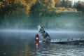 the dog sits on a wooden bridge on the lake. Siberian Husky in nature Royalty Free Stock Photo