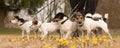 A pack Jack Russell Terrier. Dog sitter is walking with many dogs on a leash in the beautiful nature in the season spring