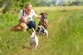 Dog sitter is walking with many dogs on a leash. Dog walker with different dog breeds in the beautiful nature