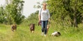 Dog sitter is walking with many dogs on a leash. Dog walker with different dog breeds in the beautiful nature