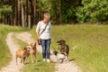 Dog sitter is walking with many dogs on a leash. Dog walker with different dog breeds in the beautiful nature