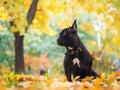 Dog sitting amongst autumn leaves in the park. Beauty of autumn Royalty Free Stock Photo