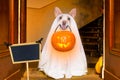 Halloween ghost dog trick or treat Royalty Free Stock Photo