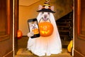 Halloween ghost dog trick or treat Royalty Free Stock Photo