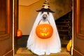 Halloween ghost dog trick or treat Royalty Free Stock Photo